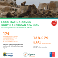 Lobo Marino Común